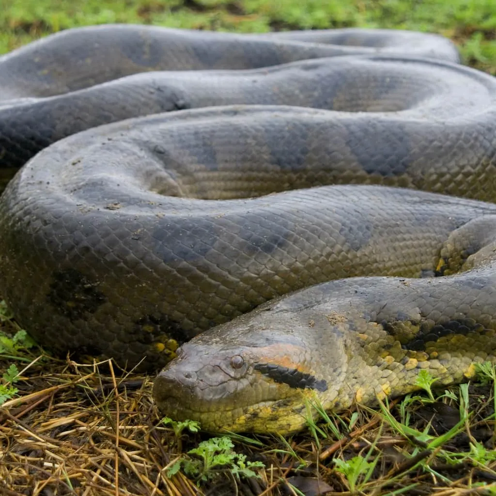 green-anaconda_thumb.jpg