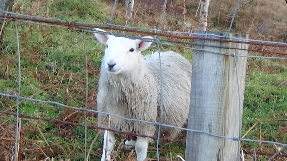 6 Gorgeous sheep.jpg
