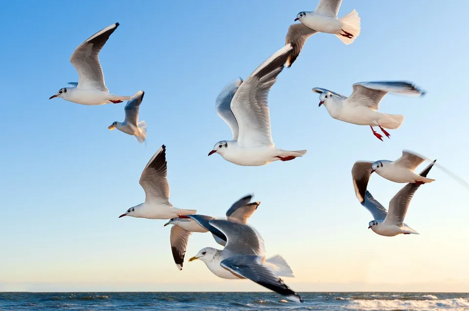 gulls-370012_960_720.jpg