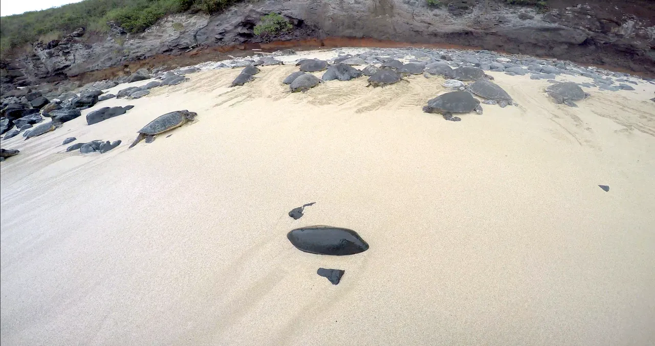 wide-angle-2-turtles.png