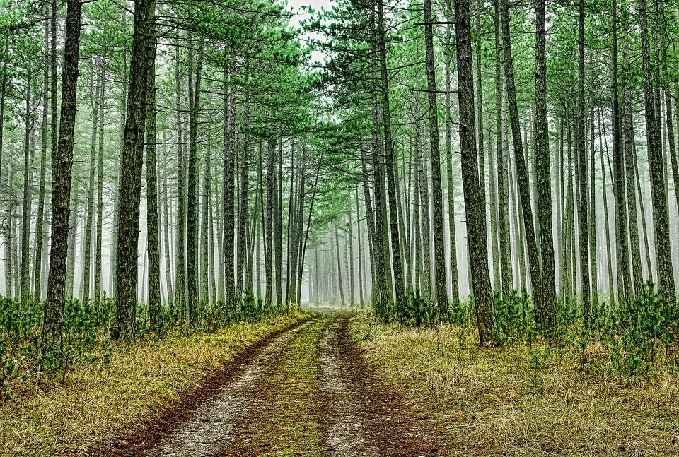 wood-3180891_960_720.jpg