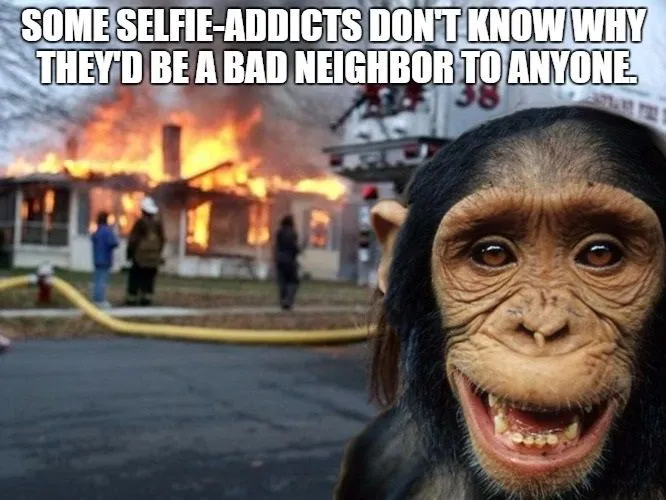 disaster chimp 3.jpg