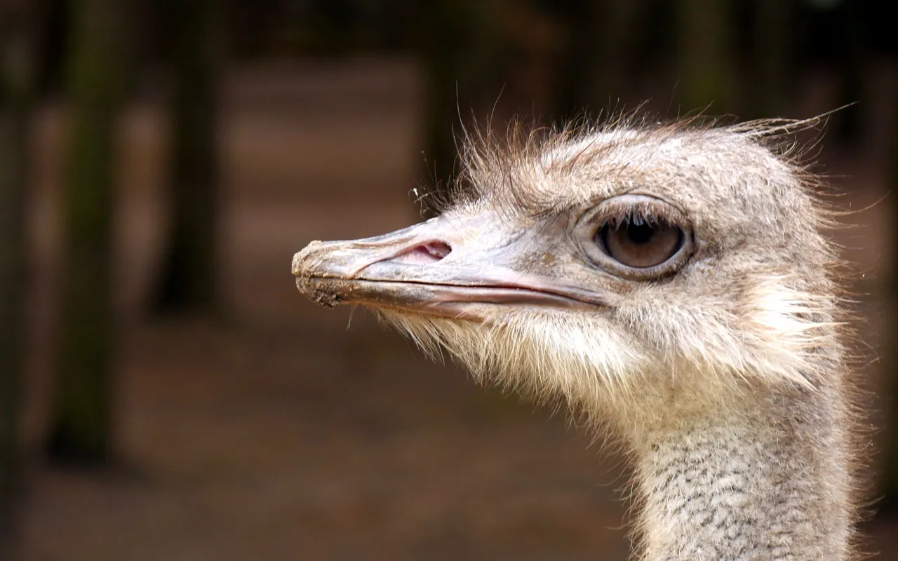 close_up_004_ostrich.JPG