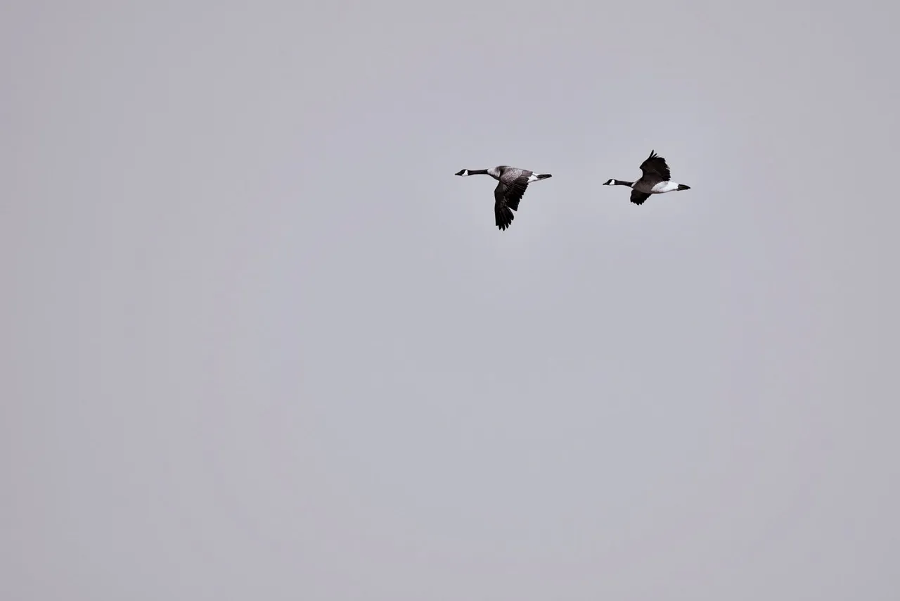 geese-170211_9EM4941.jpg