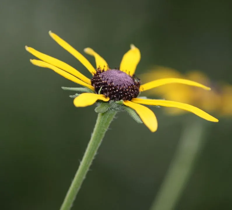 single-yellow-flower.jpg