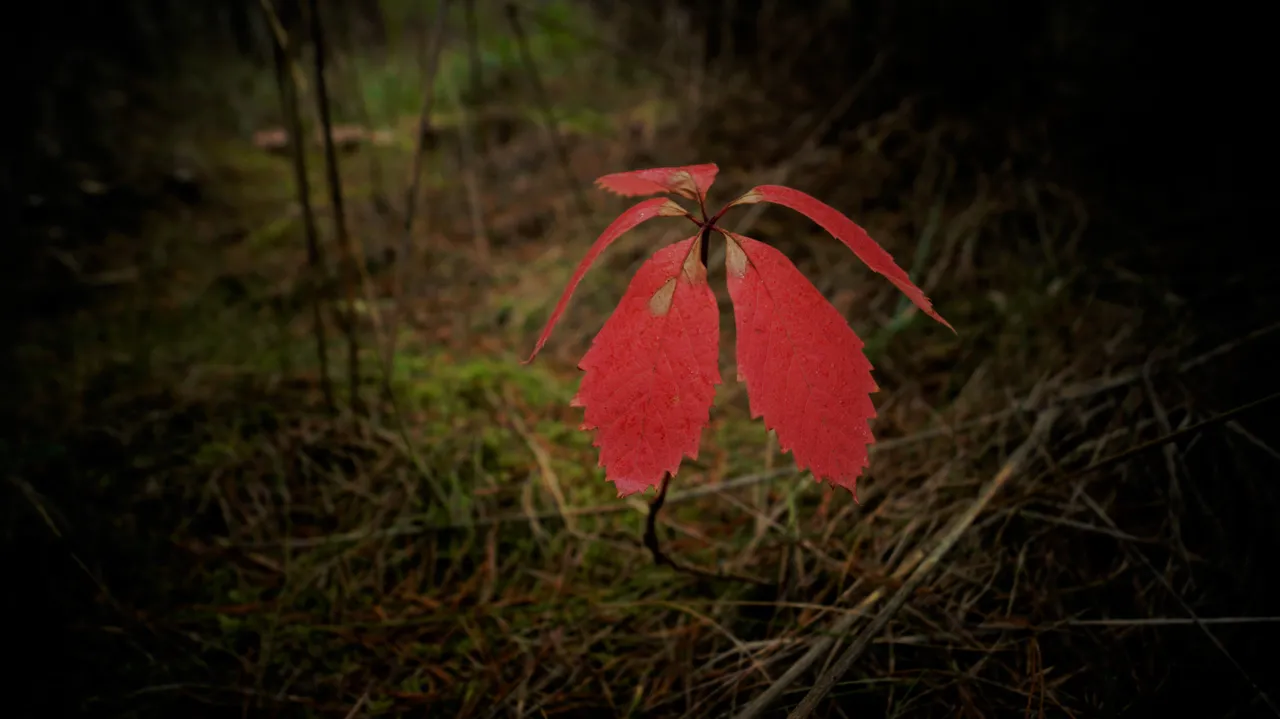 Farben der Natur.jpg