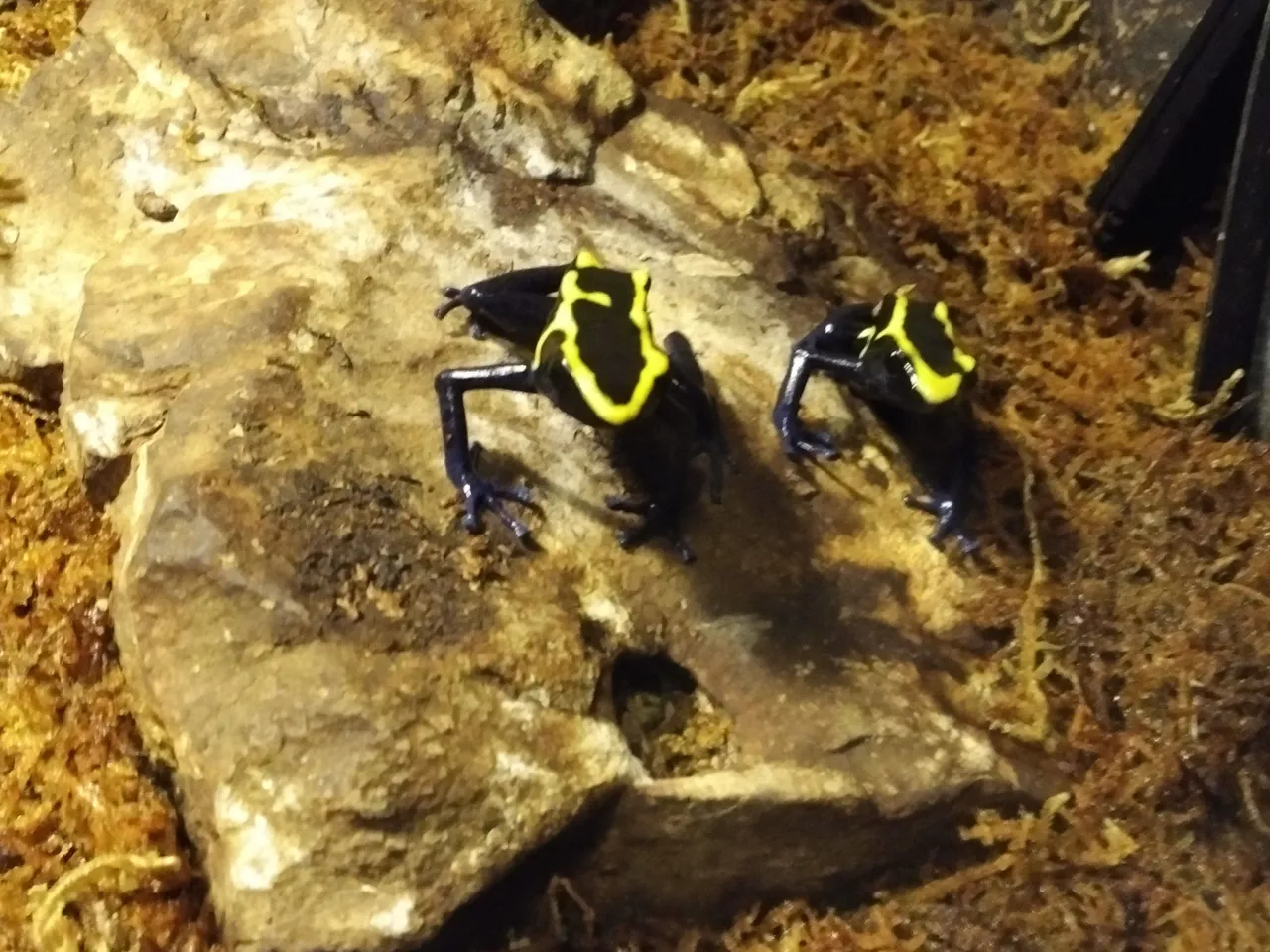 Poison Dart Frog.jpg