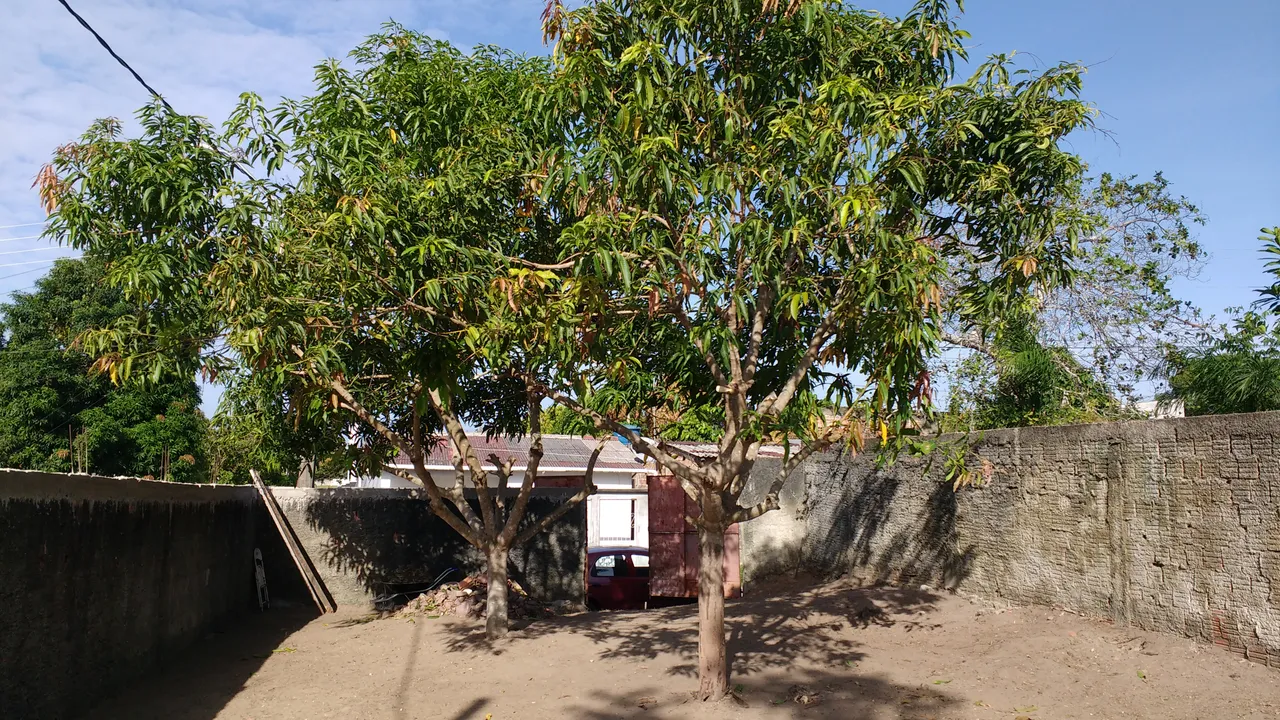 Two mango trees..jpg