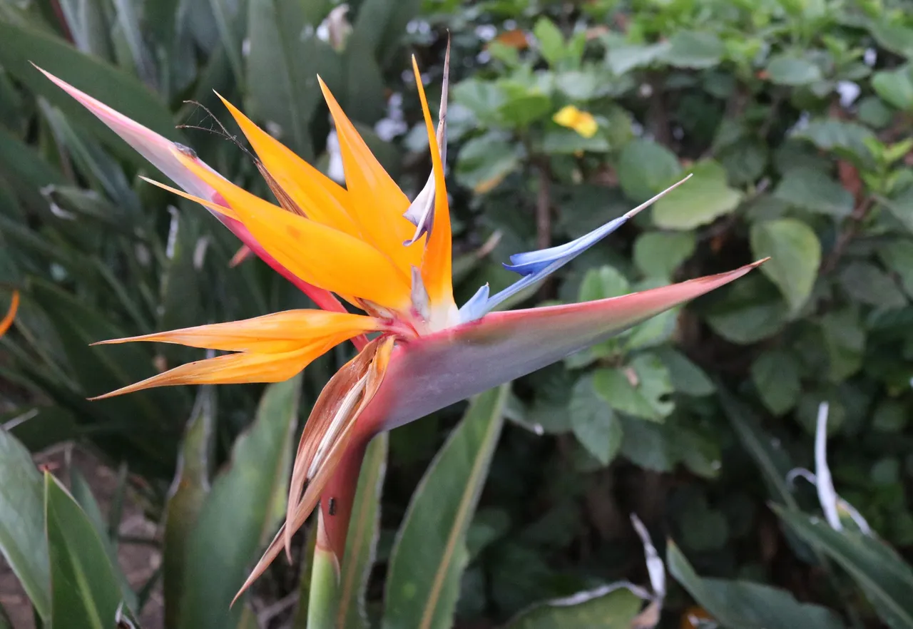 bird of paradise.JPG