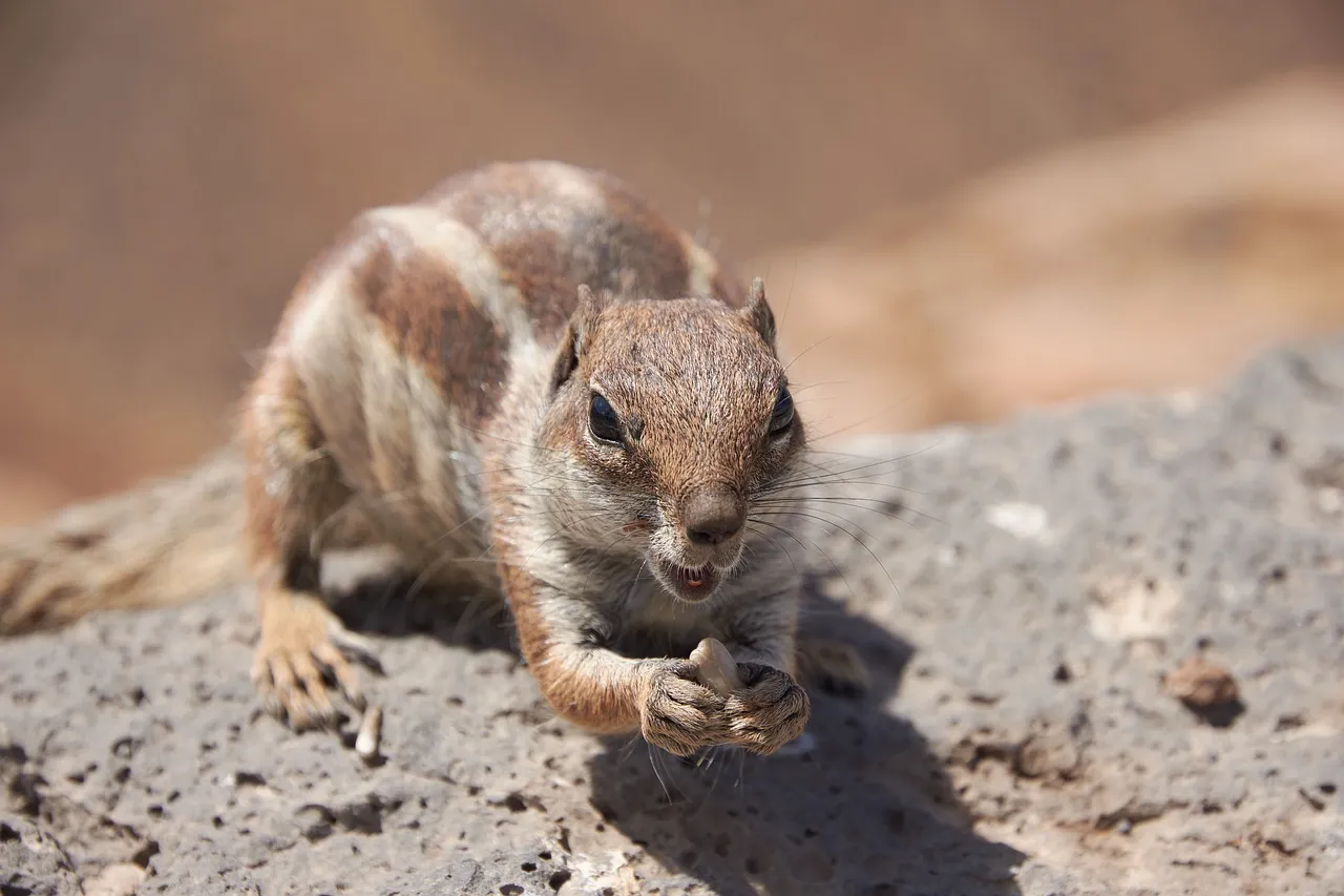 gophers-2900349_1280.jpg