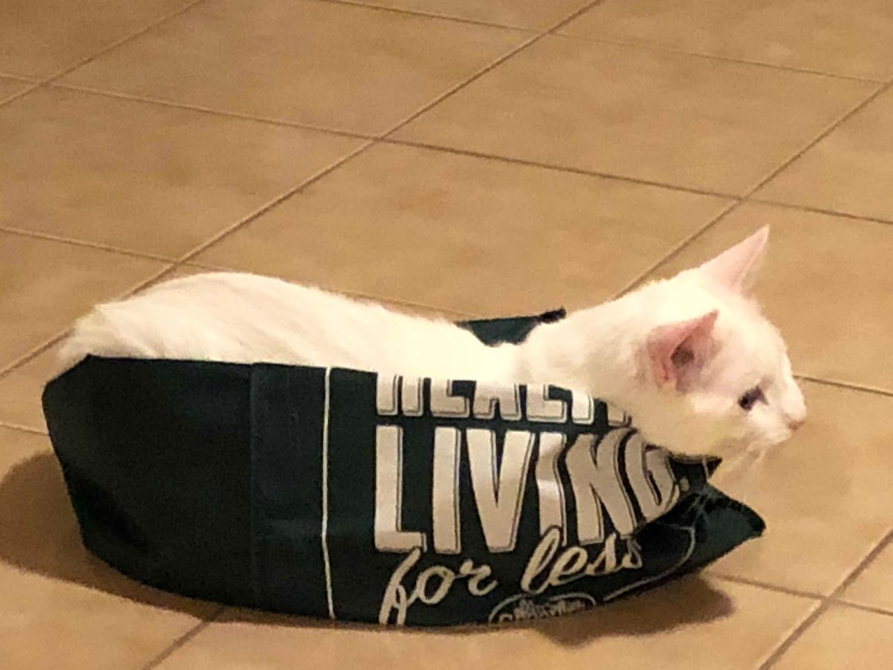 kitty in sprouts bag.jpg