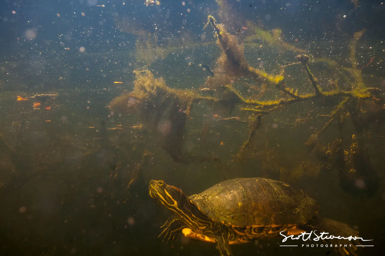 Red-eared slider-4.jpg