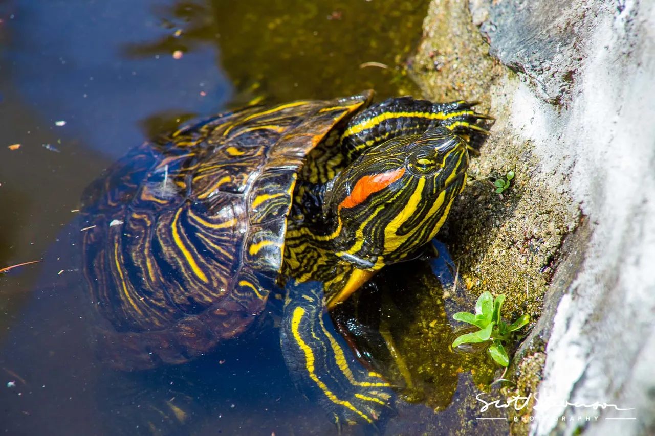 Red-eared slider-2.jpg