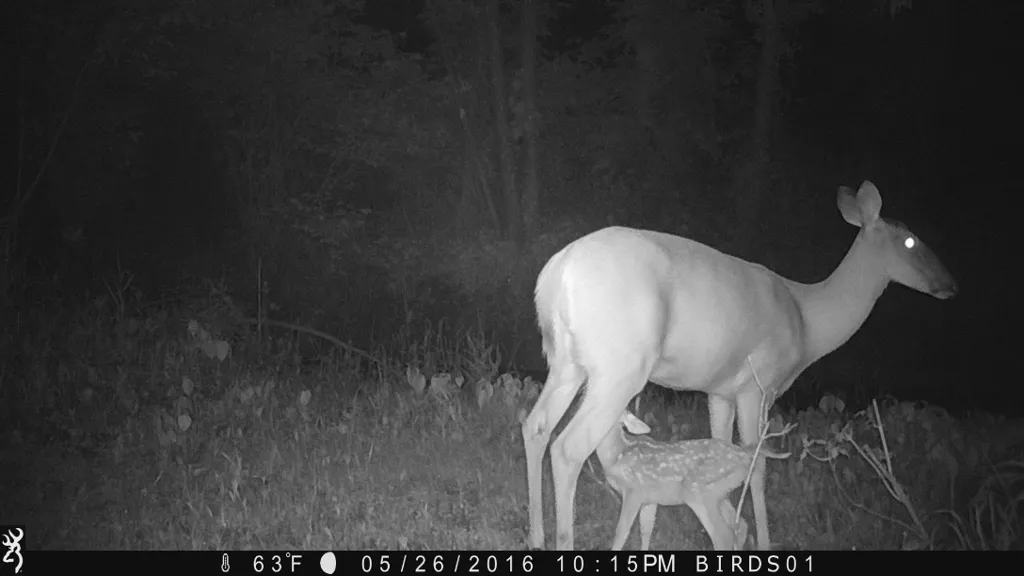 Doe feeding fawn.jpg