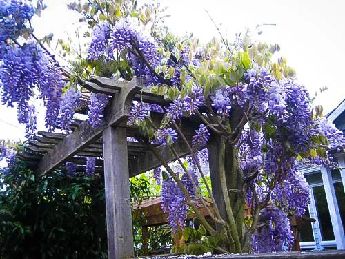 blue-moon-wisteria-3.jpg