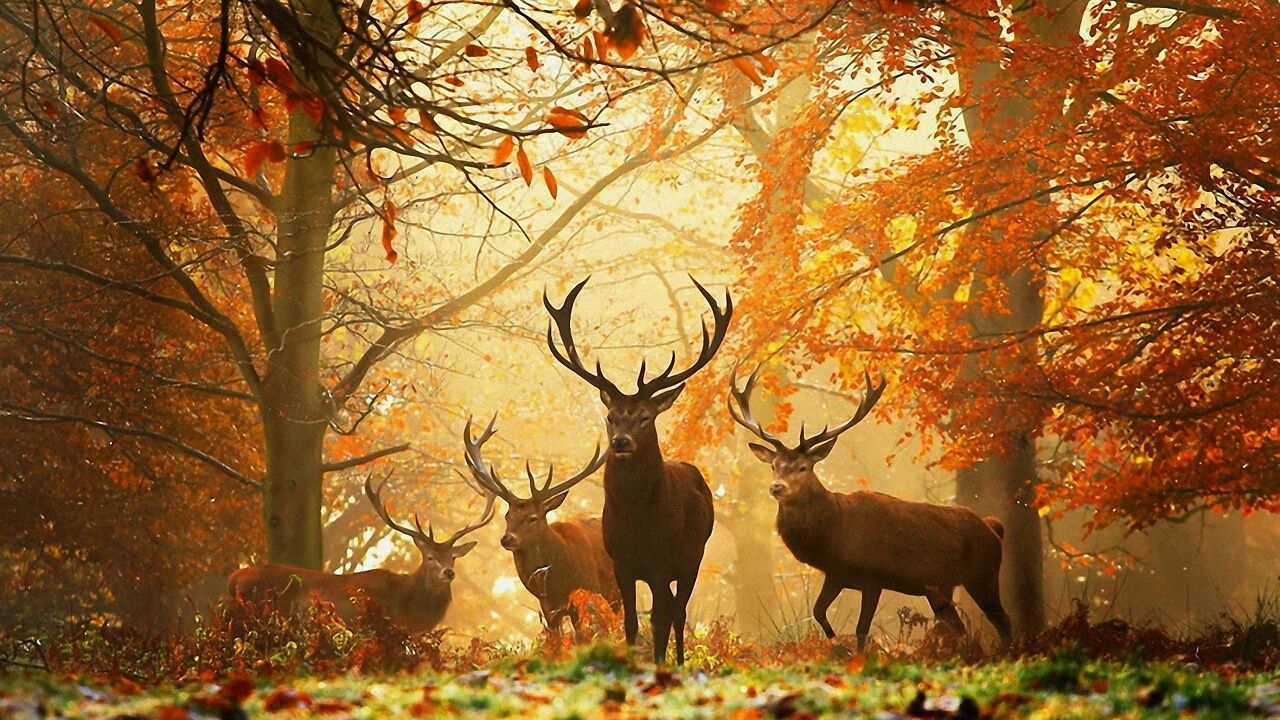 Autumn_wallpaper_242.jpg