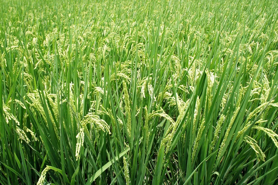 plant-671086_960_720.jpg