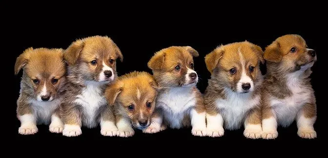 dog-3128192_1920(sm).jpg