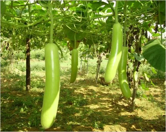 Bottle-Gourd-Farming.jpg