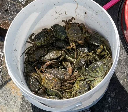 buckket of crabs.JPG