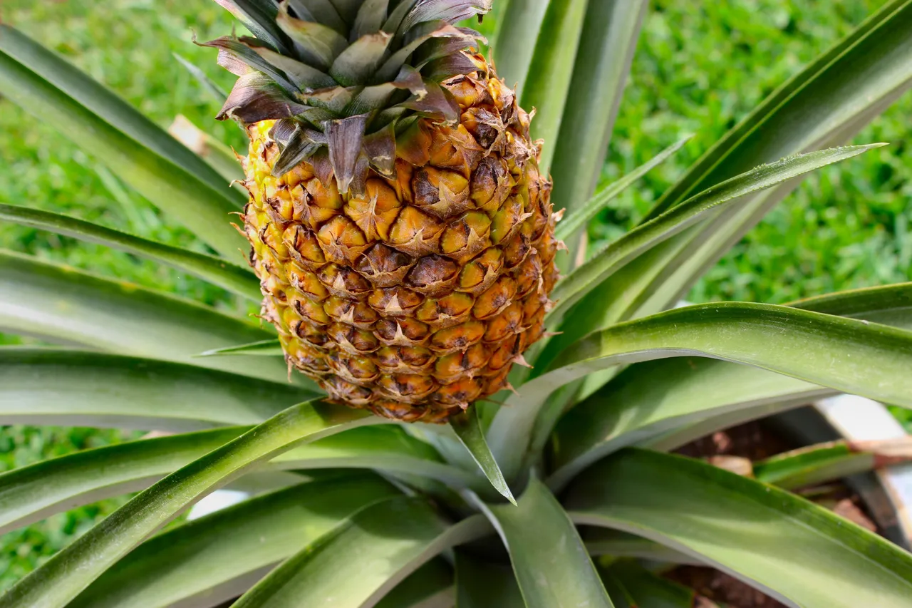 Pineapple-HD-Desktop.jpg