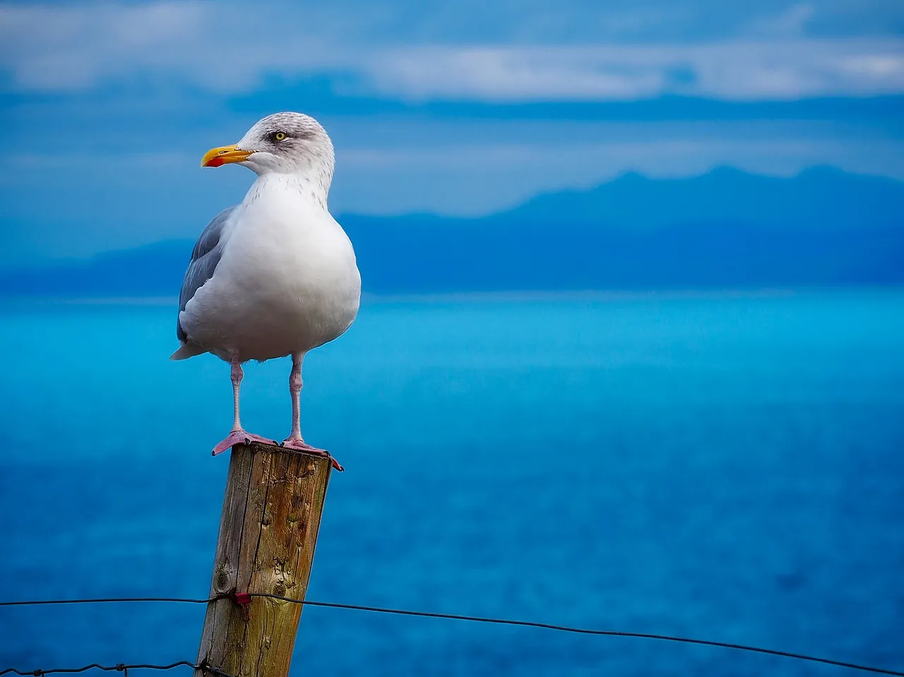 seagull-1900657_1280.jpg