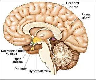 pineal gland pic.jpg