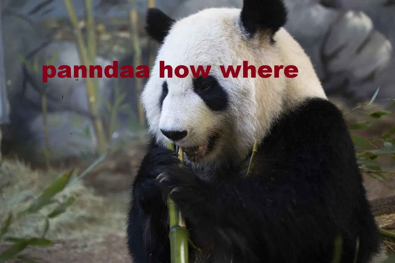 panda_lunlun_ZA_2322.jpg