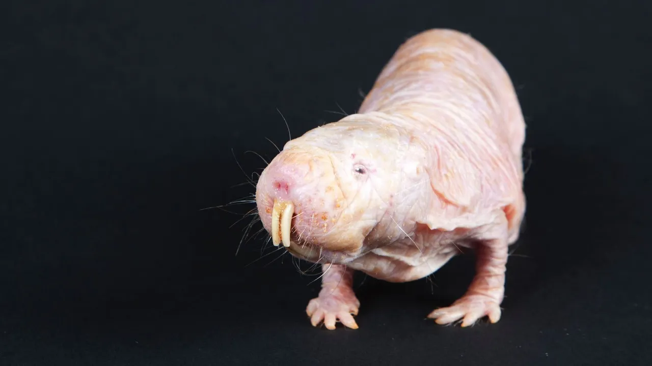 naked-mole-rat (1).jpg