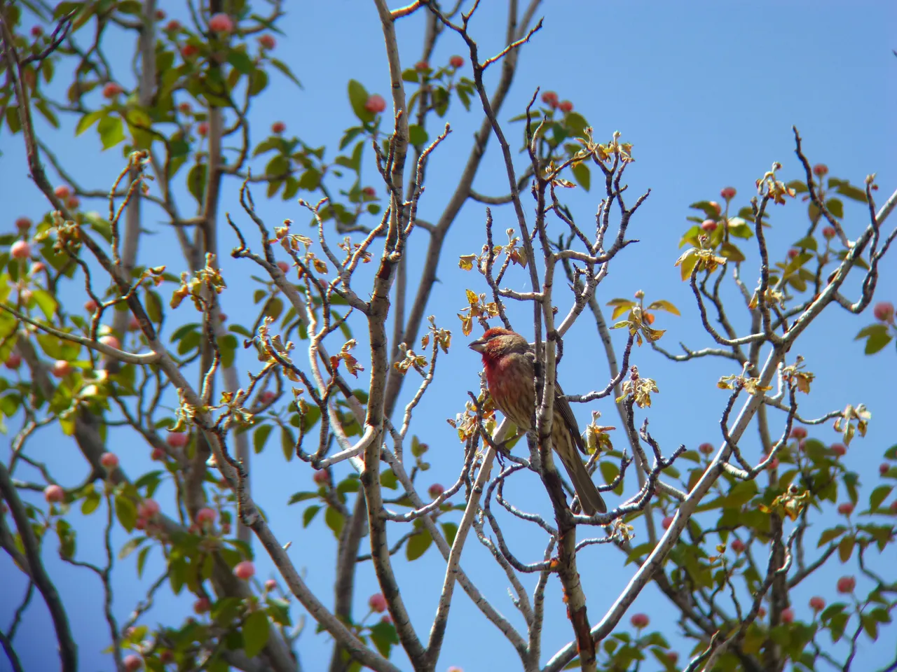 House Finch Male.jpg