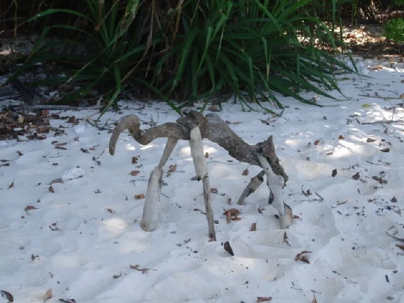 strange animal 1.jpg