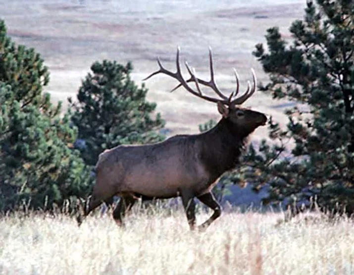 Bull_Elk_11821a_t715.jpg