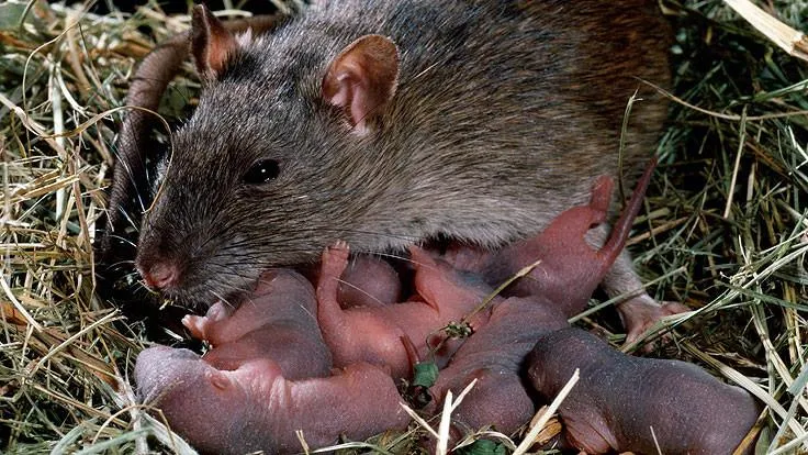 rat-litter_1024x1024.jpg