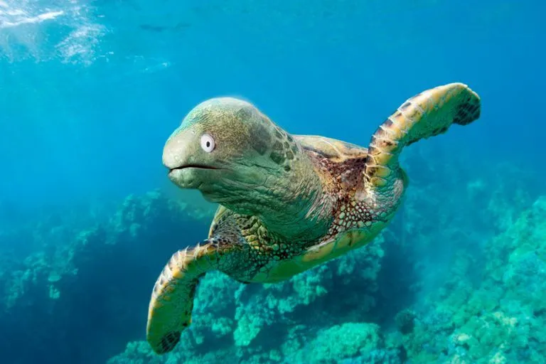 moray eel turtle.jpg