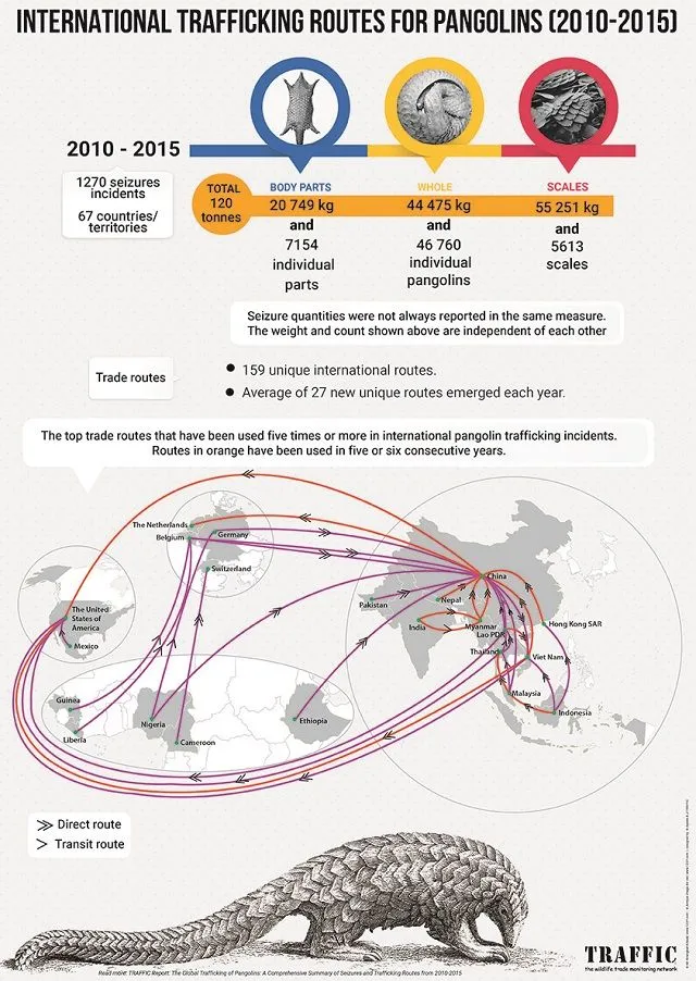 pangolin-infographic.jpg