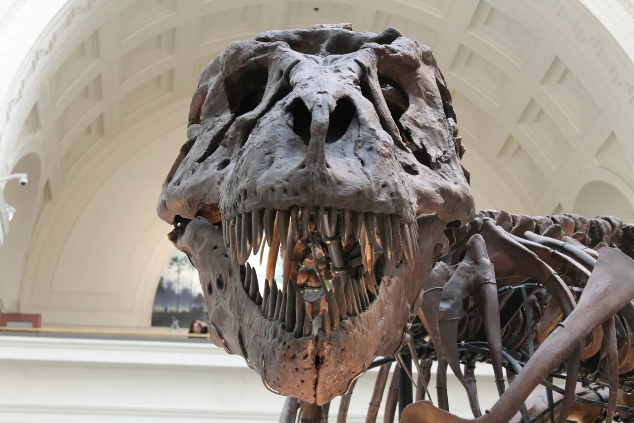 tyrannosaurus-447801.jpg