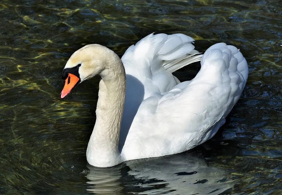 swan-3252874_960_720.jpg