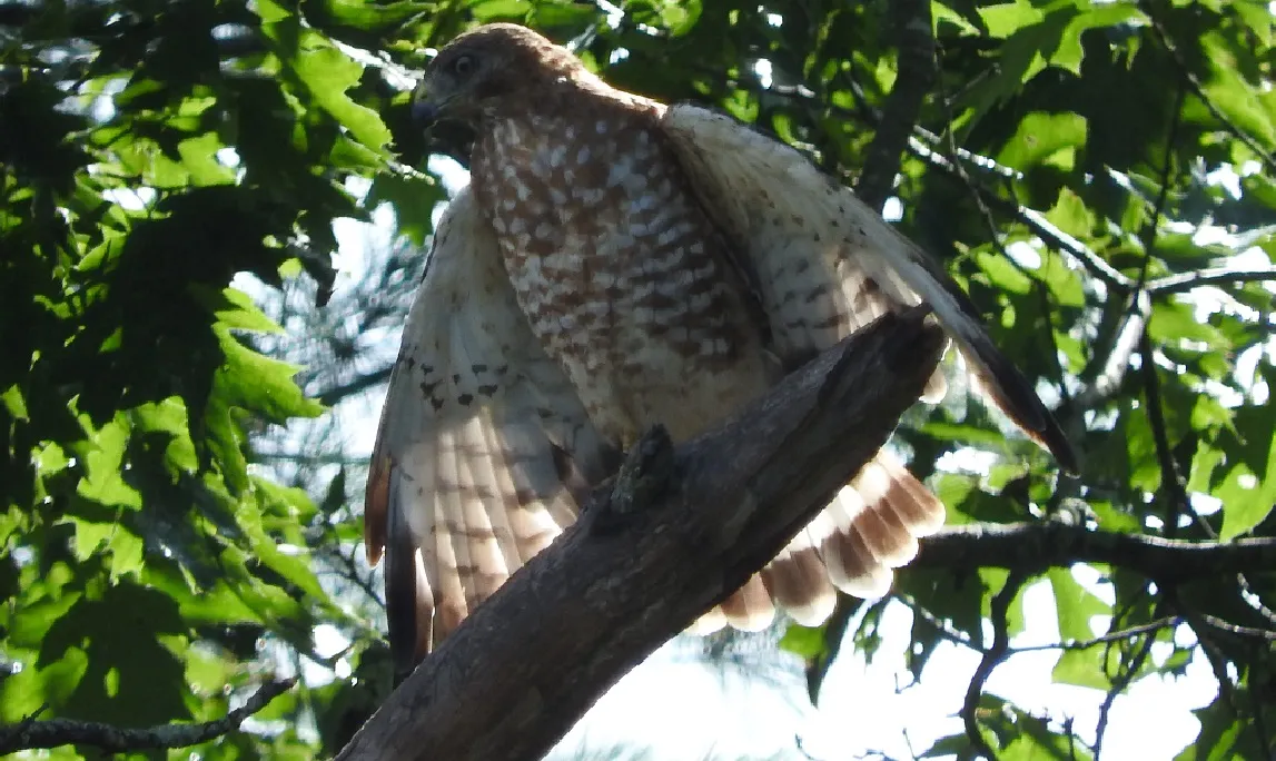 12 Hawk photos