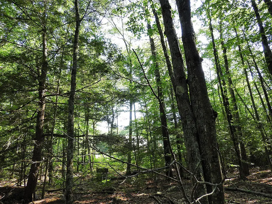 Green trees with hints of fall foliage