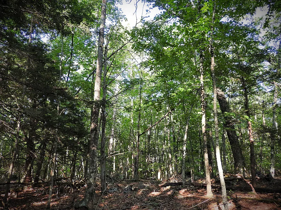 Green trees with hints of fall foliage