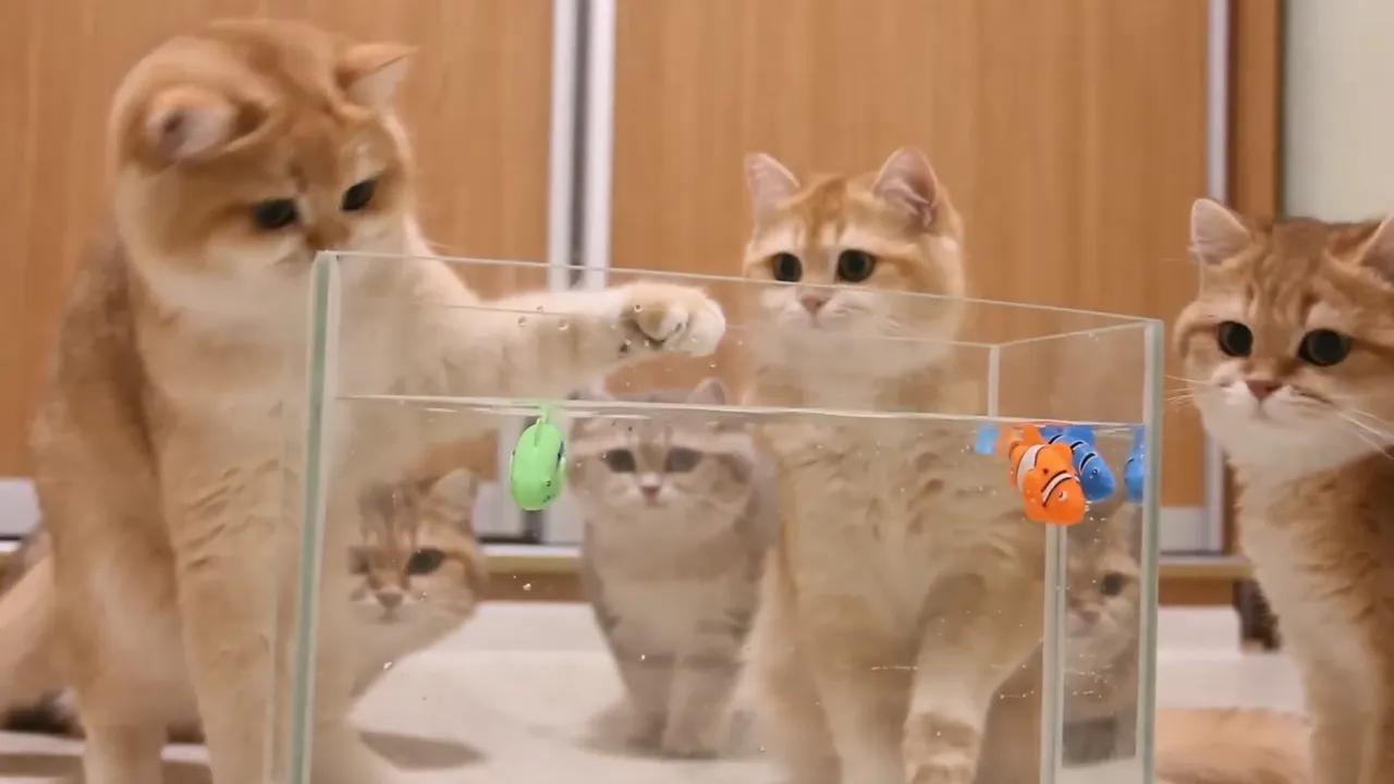 Kittens and Cats learn Сatches FISH. 🐟🐠 Too funny  Too image.png