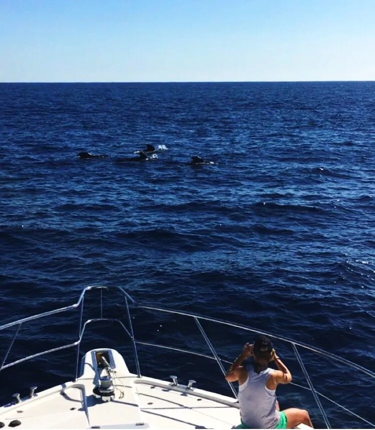 whales8cb83.jpg