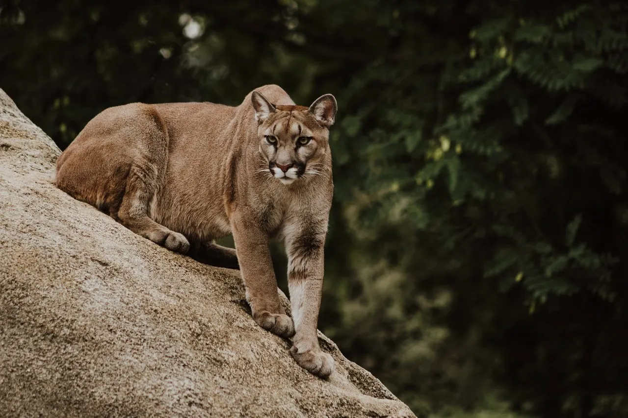 2dzqsm3akayk73kh_cougar1.jpg