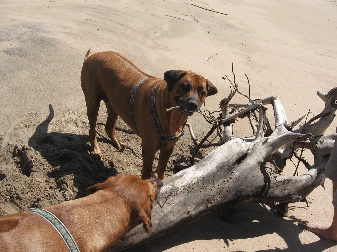 Dogs_Rhodesian_Ridgeback