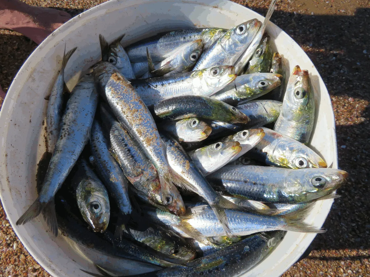 Sardines - Pilchards