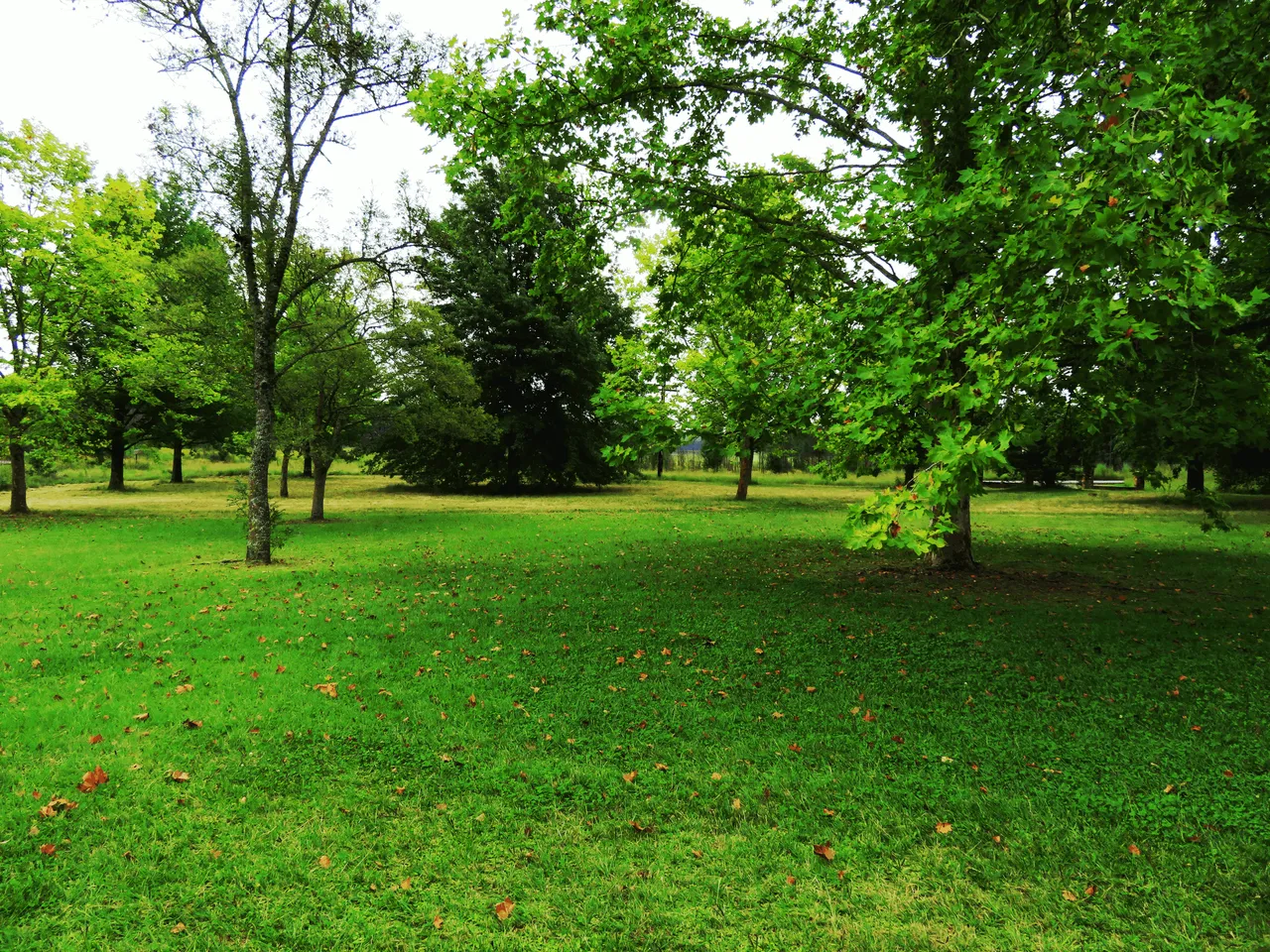 Oak Trees