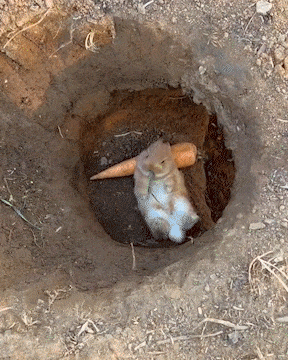untitled.gif