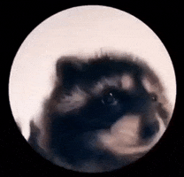 Raccoon Pedro GIF by Sonbaterias