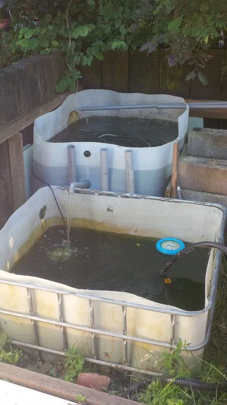 fish and sump