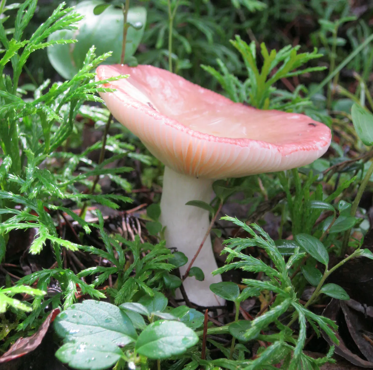 pink mushroom in ground cedar and bear berry resized.JPG